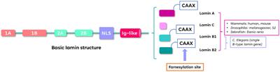 Lamin B1 as a key modulator of the developing and aging brain